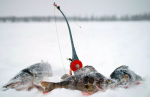 Какую рыбу ловят зимой