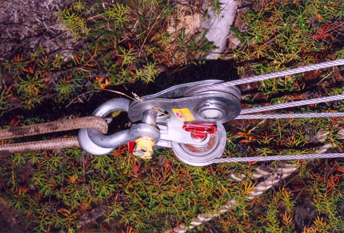 tofalar60004
