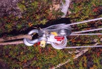 tofalar60004