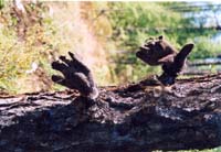 tofalarb0060