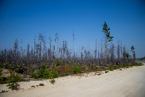 Дорога песок+пыль и лес после пожаров.