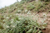 Sample-0019.jpg